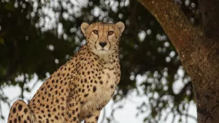 Línie predátorov (2)