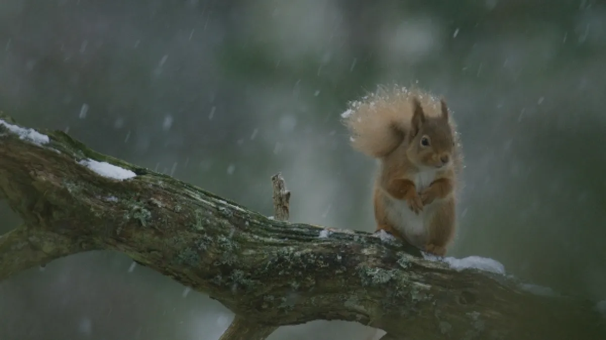 Skotsko: Rok v divočině (Scotland: A Wild Year), 2021 - fotogaléria