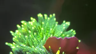 Nórske fjordy - život za šera