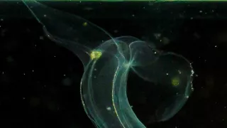 Nórske fjordy - život za šera