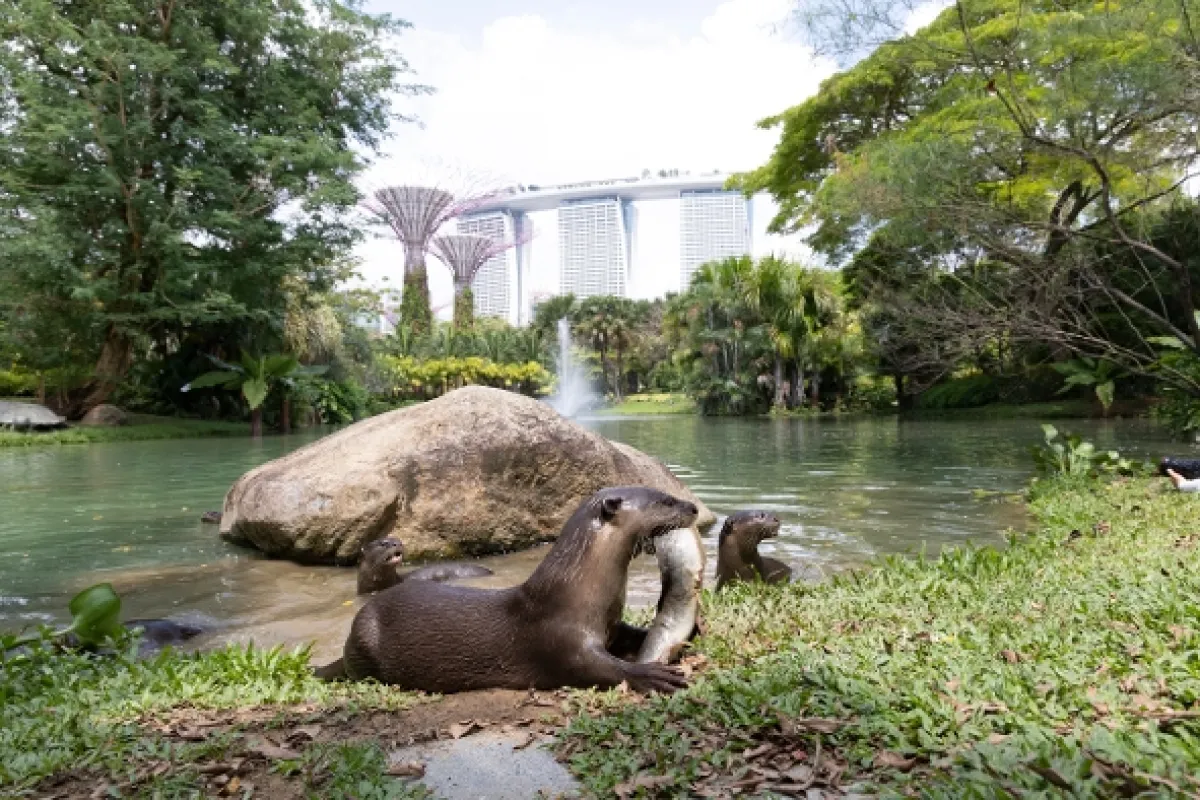 Vydry v meste (Uptown Otters), 2022 - fotogaléria