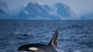 Nórske fjordy - život za šera