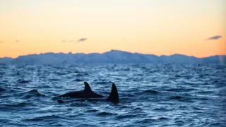 Nórske fjordy - život za šera