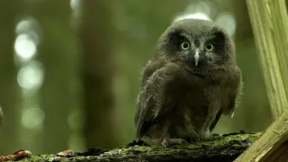 Život v dutinách stromů
