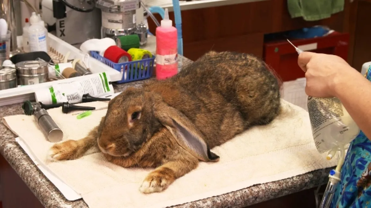 Pohotovosť pre exotické zvieratá, 2016 - fotogaléria