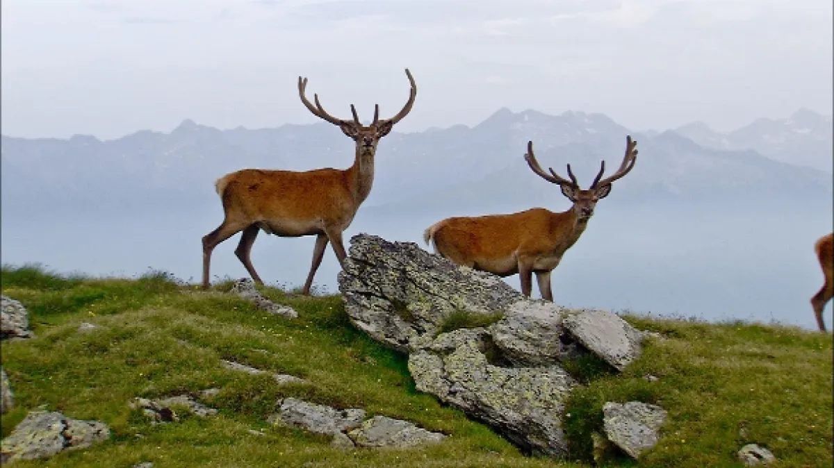 Čaro korutánskych Álp (Magic Of The Mountains), 2020 - fotogaléria