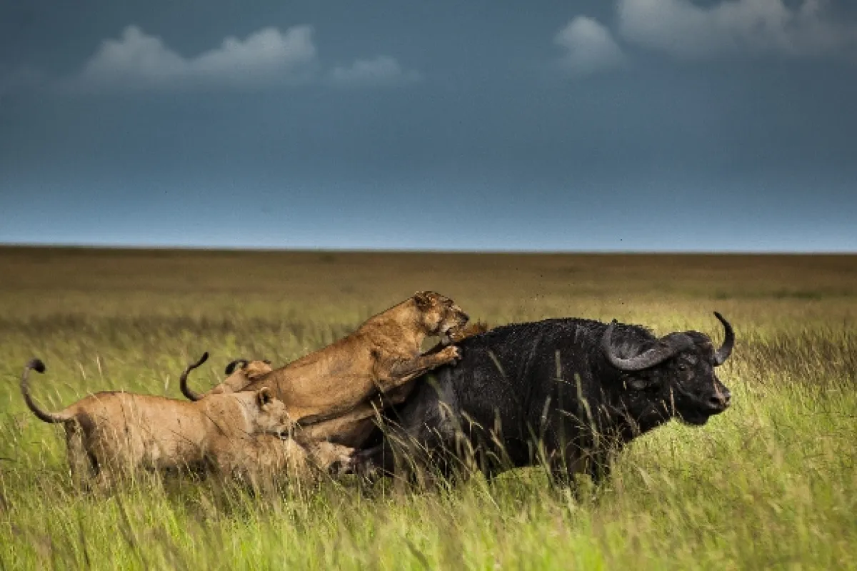 Línie predátorov, 2019 - fotogaléria