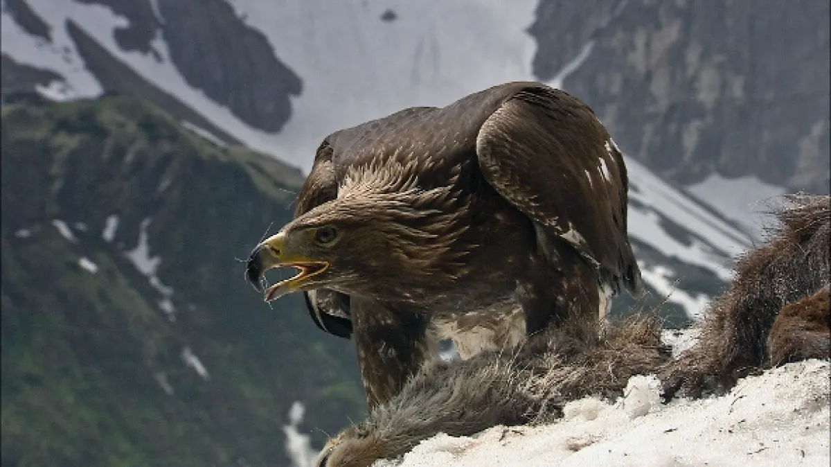 Čaro korutánskych Álp (Magic Of The Mountains), 2020 - fotogaléria