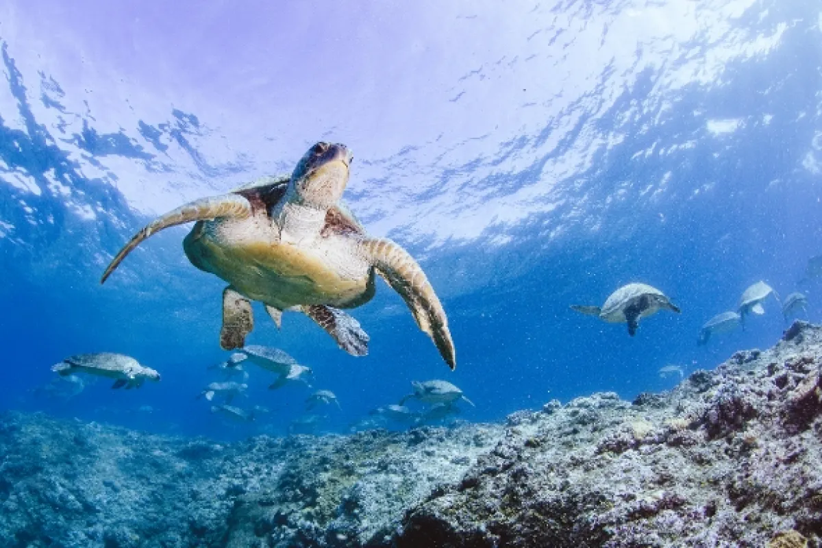 Korytnačia odysea (Turtle Odyssey), 2018 - fotogaléria