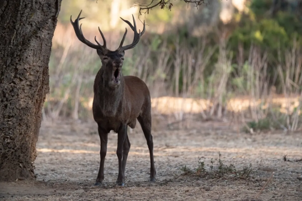 Neznáma Korzika (Unbekanntes Korsika), 2019 - fotogaléria