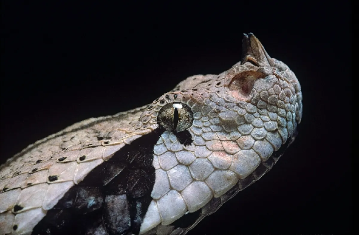 Extrémní hadi (Extreme Snakes), 2022 - fotogaléria