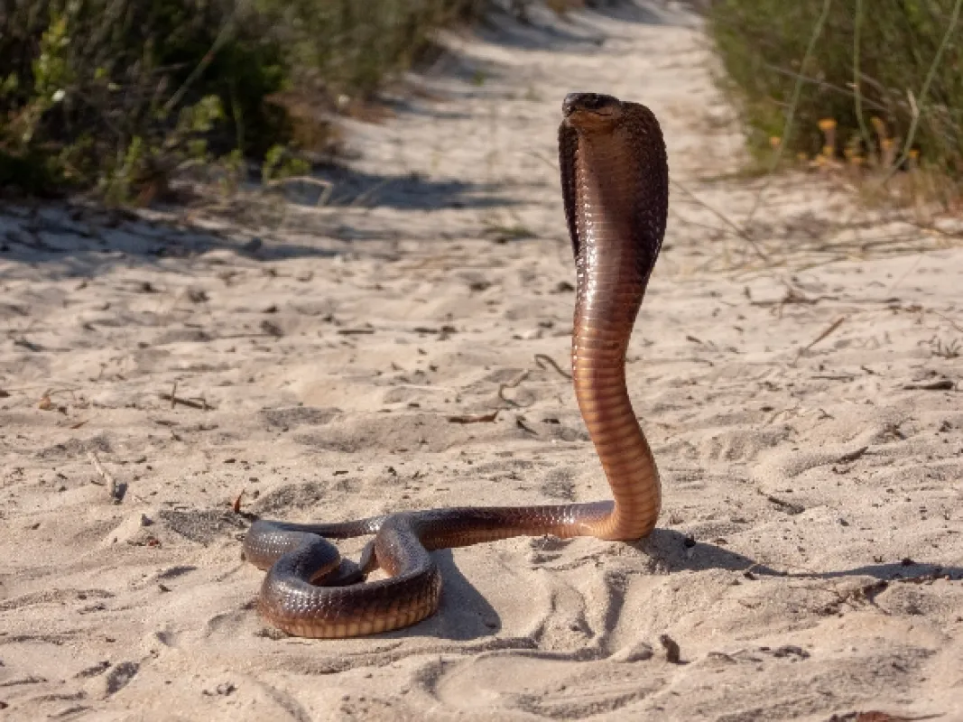Extrémní hadi (Extreme Snakes), 2022 - fotogaléria
