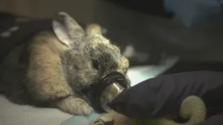 Veterinár z vysočiny II (1)