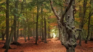 Óda na přírodu (1)