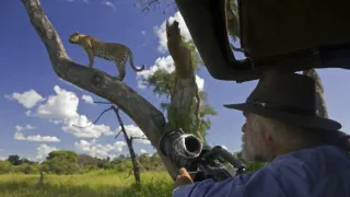 Život s veľkými mačkami