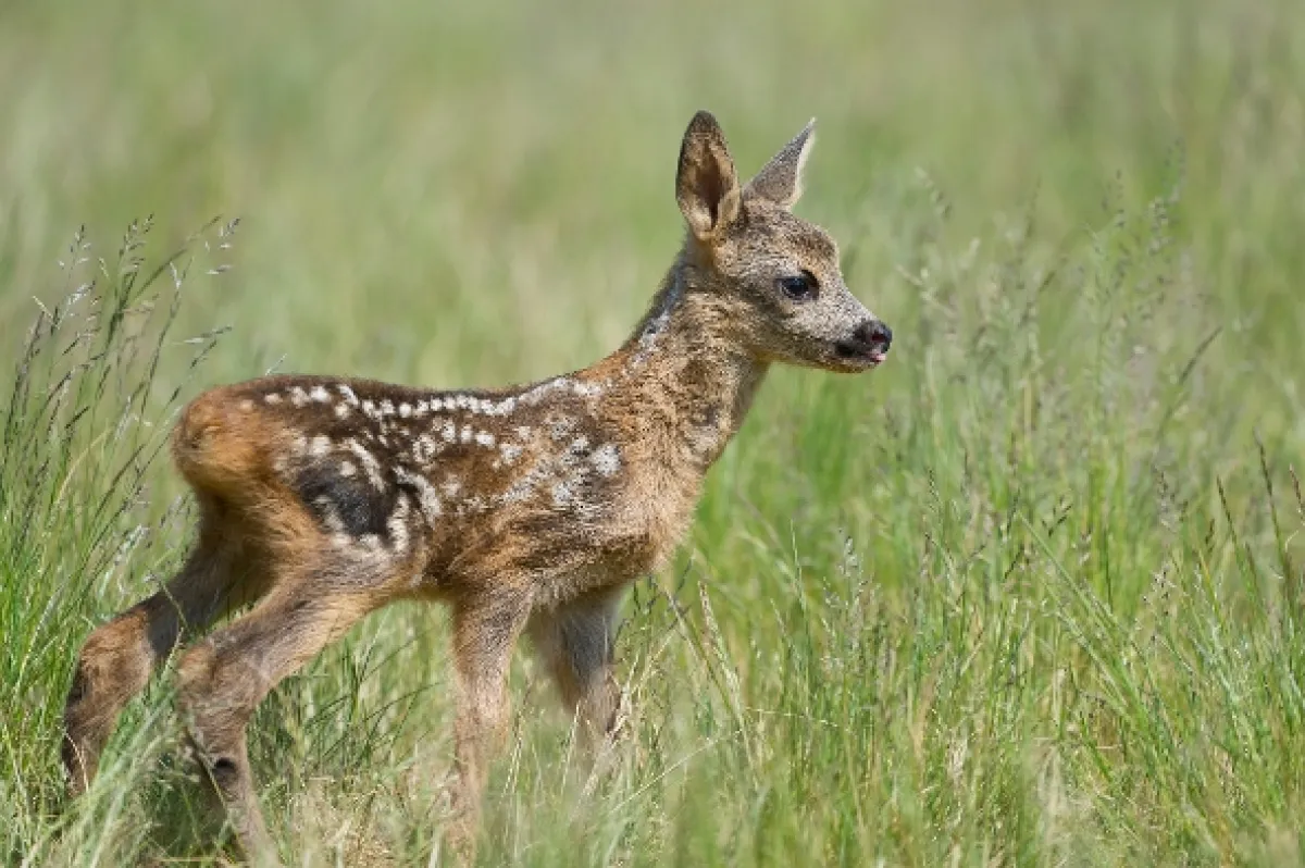 Divoká mláďata (Cuddly & Wild: Adorable Animal Babies), 2019 - fotogaléria