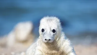 Divoká mláďata