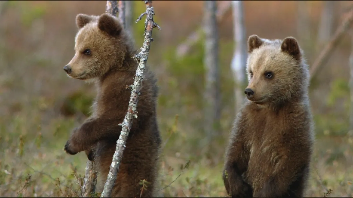 Divoká mláďata (Cuddly & Wild: Adorable Animal Babies), 2019 - fotogaléria