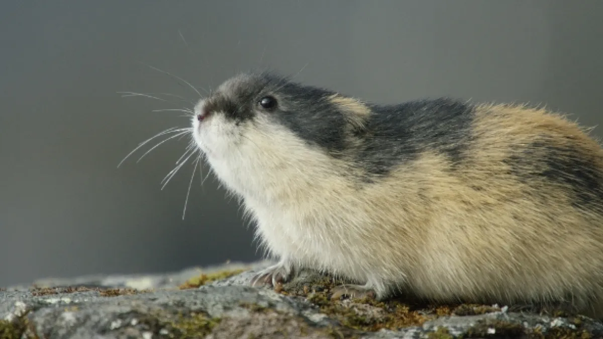 Lemík: Malý gigant severu (Lemming), 2017 - fotogaléria