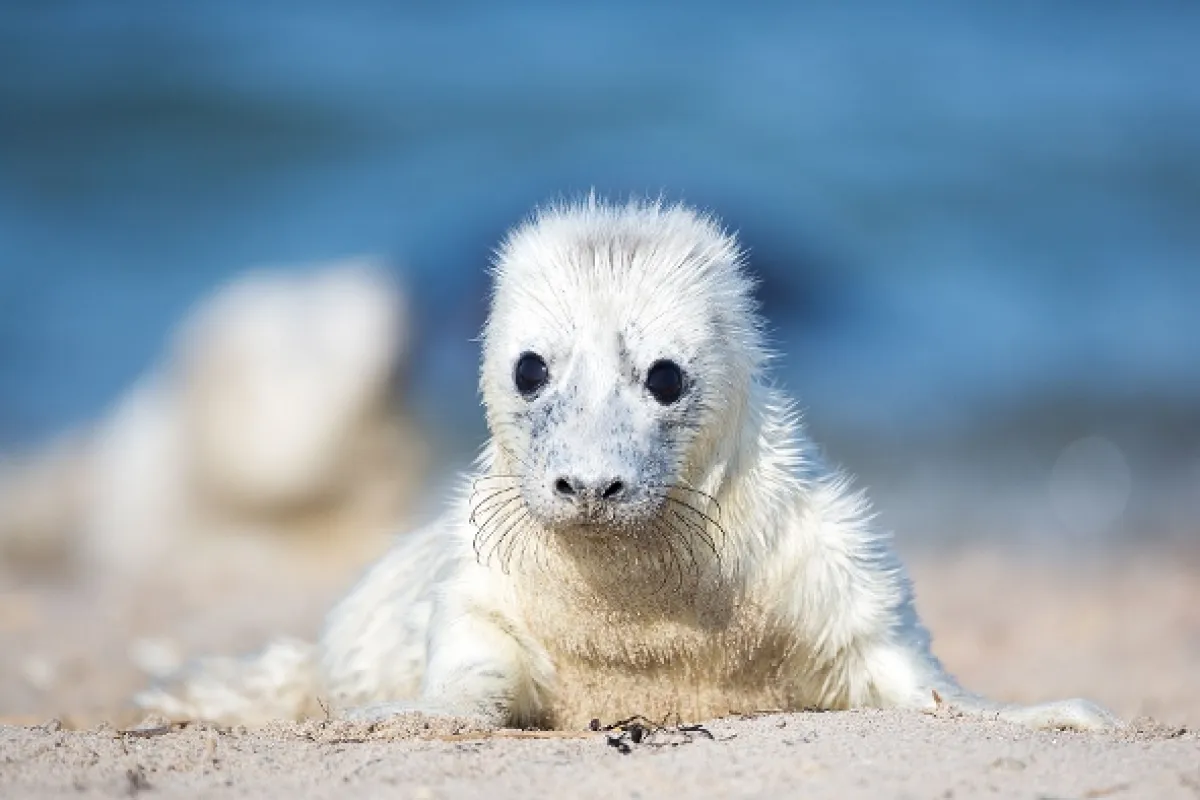 Divoká mláďata (Cuddly & Wild: Adorable Animal Babies), 2019 - fotogaléria