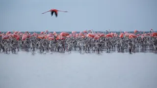 Smer Mexiko