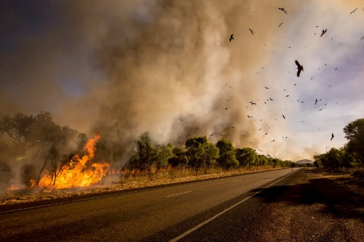 V zajatí ohňa (Bushfire Animal Rescue), 2020 - fotogaléria