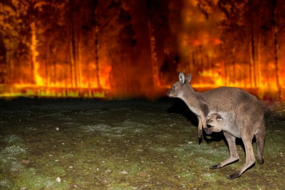 V zajatí ohňa (Bushfire Animal Rescue), 2020 - fotogaléria