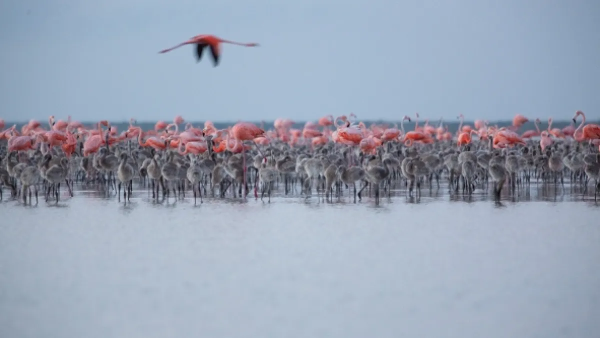 Smer Mexiko (Migrating to Mexico), 2020 - fotogaléria