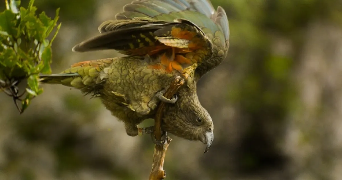 Vtáčia inteligencia bez hraníc (Beak And Brain: Genius Birds From Down Under), 2013 - fotogaléria