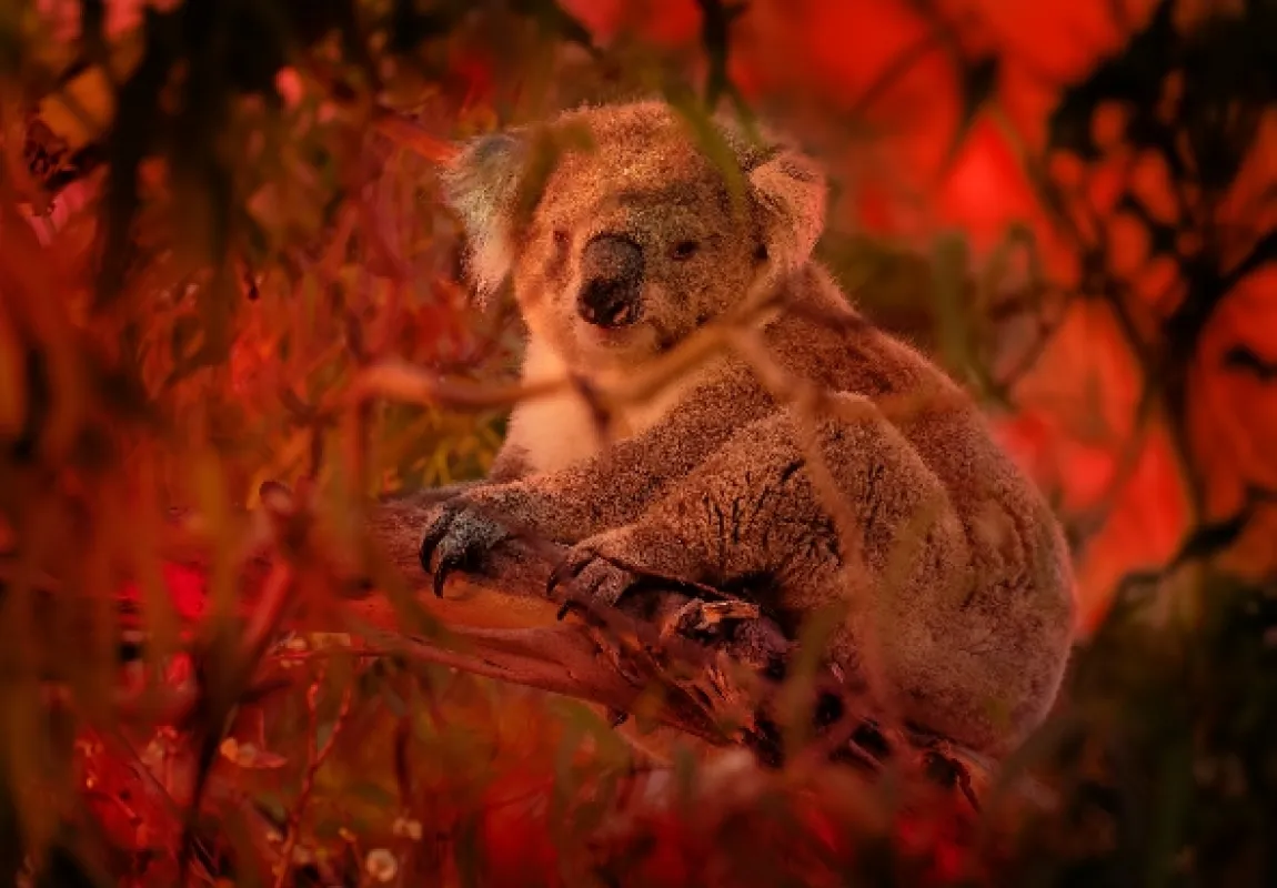 V zajatí ohňa (Bushfire Animal Rescue), 2020 - fotogaléria