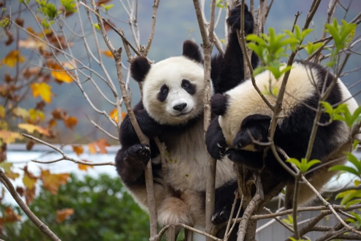 Krásy čínskej krajiny (Wild Landscapes of China), 2020 - fotogaléria