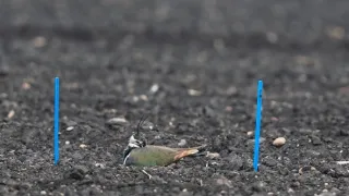Cíbik, orol, pŕhľaviar