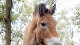 Óda na přírodu (2)
