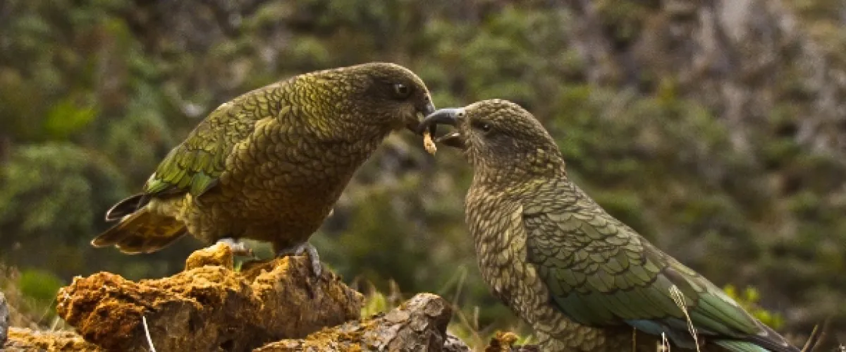 Vtáčia inteligencia bez hraníc (Beak And Brain: Genius Birds From Down Under), 2013 - fotogaléria