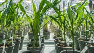 CRISPR: Genetické inžinierstvo