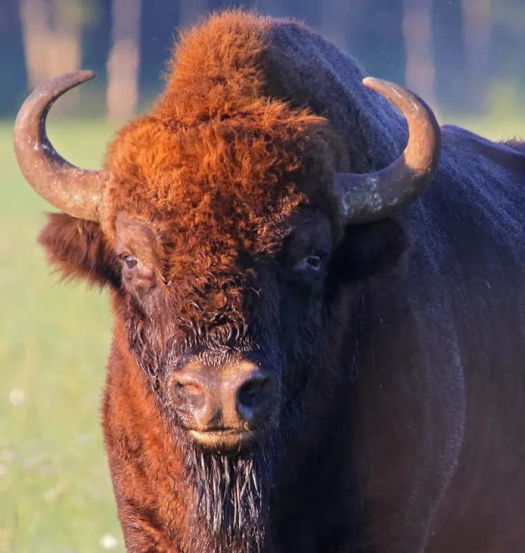 Zubor: Rytier starého lesa (European Bison: Knight of the Old Forest), 2020 - fotogaléria