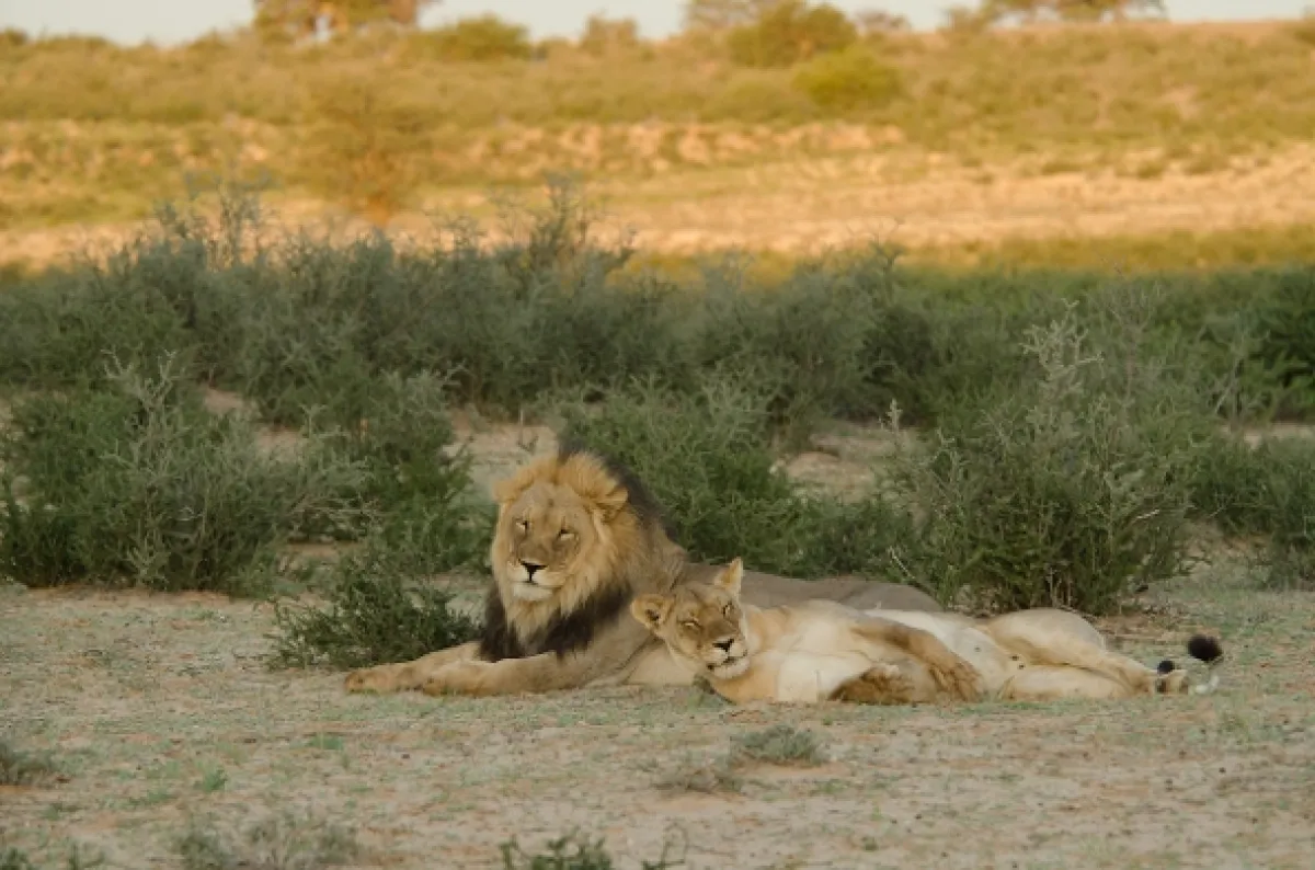 Kráľovstvo afrických predátorov (Africa’s Predator Kingdoms), 2018 - fotogaléria