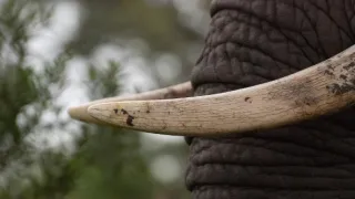 Najväčší zabijaci Afriky II (1)