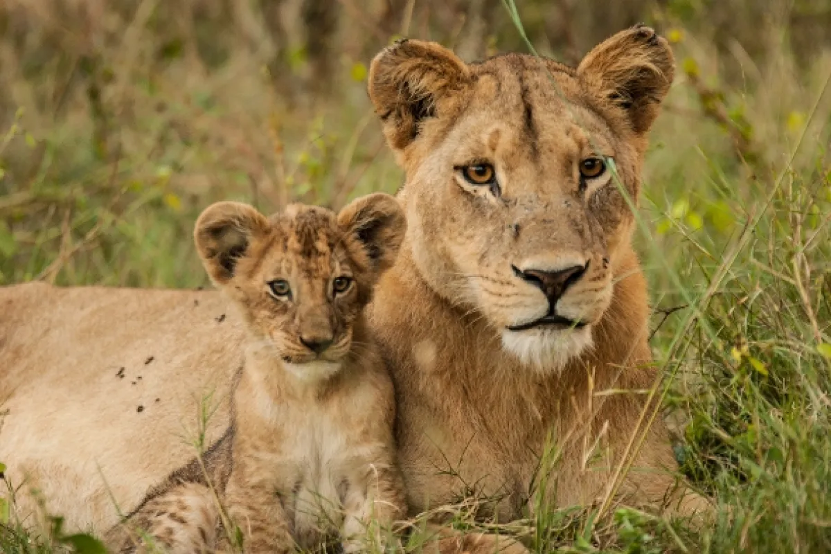 Levice: Lov a prežiješ (Lions: The Hunt for Survival), 2020 - fotogaléria