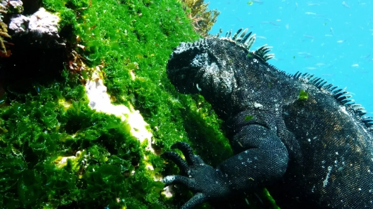 Galapágy: Na konci světa (Galapagos: The Edge of the World), 2018 - fotogaléria