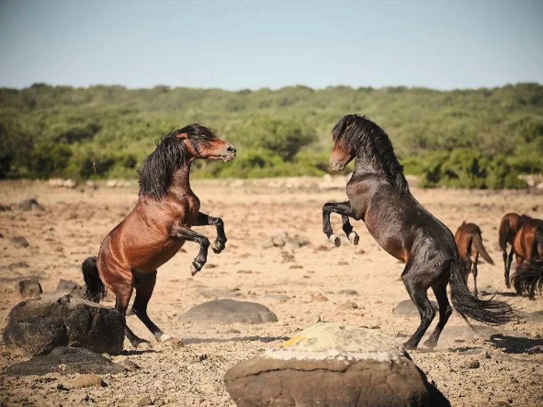 Sardínia: Ostrov koní (Horses in the Storm: Sardinia’s Rocky Sanctuary), 2020 - fotogaléria