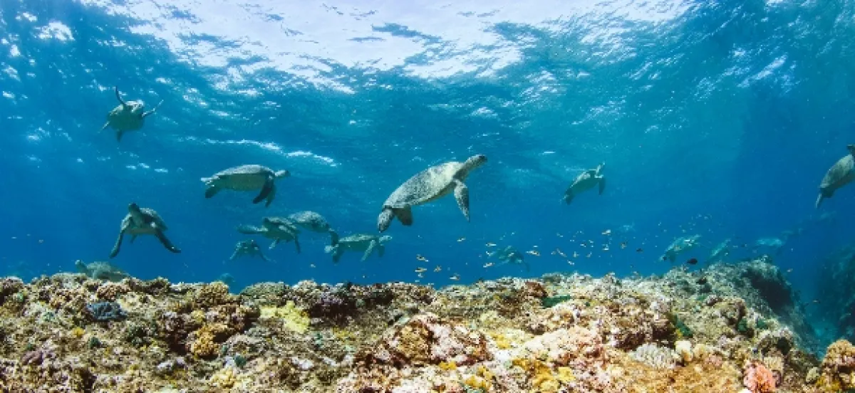 Korytnačia odysea (Turtle Odyssey), 2018 - fotogaléria