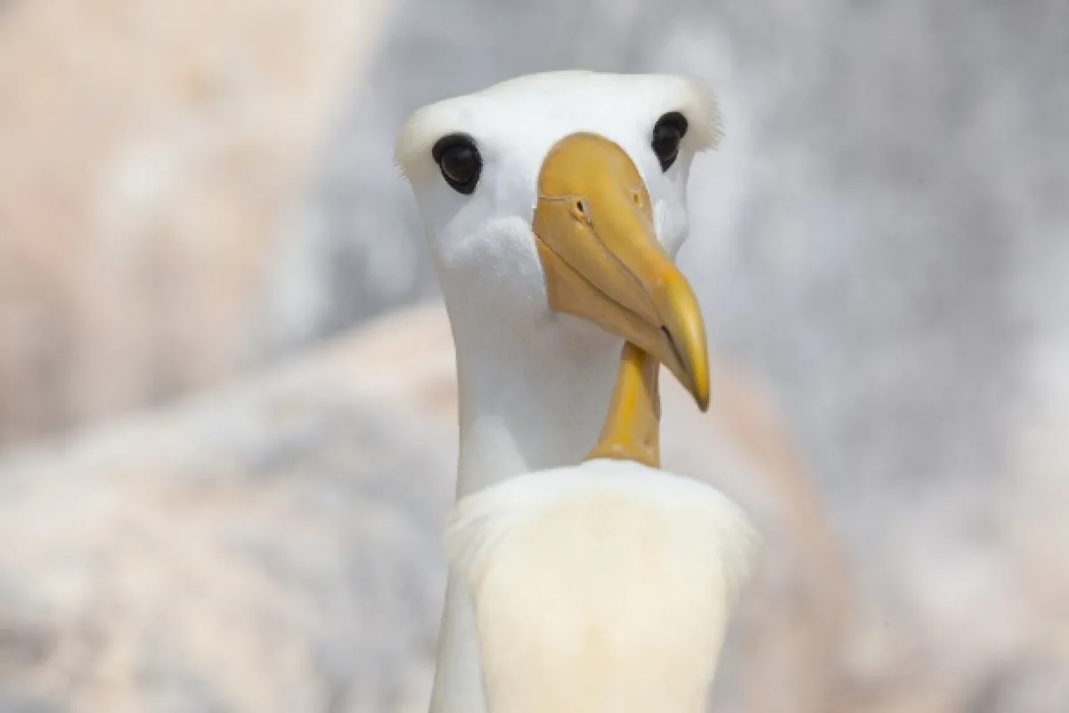 Krásy divokých Galapág, 2017 - fotogaléria