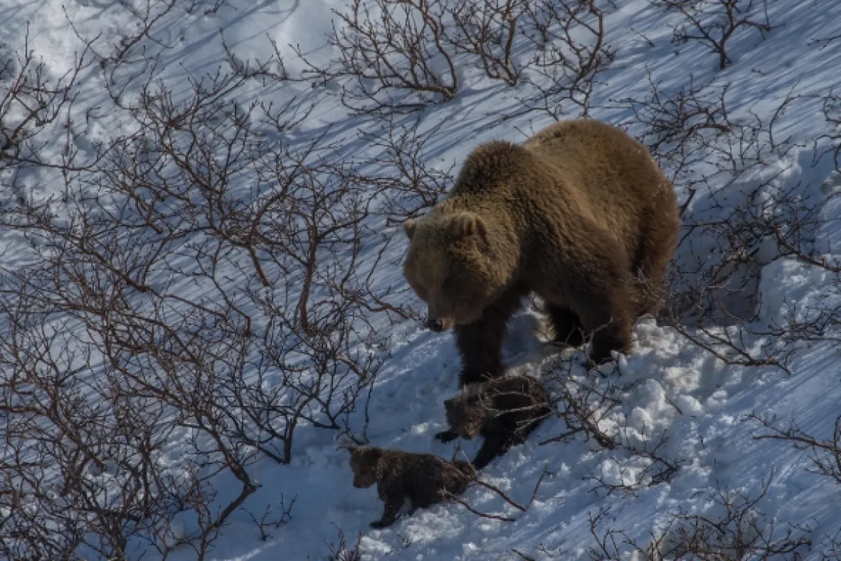 Peklo i raj: Divoké ruské more (Russia’s Wild Sea), 2018 - fotogaléria