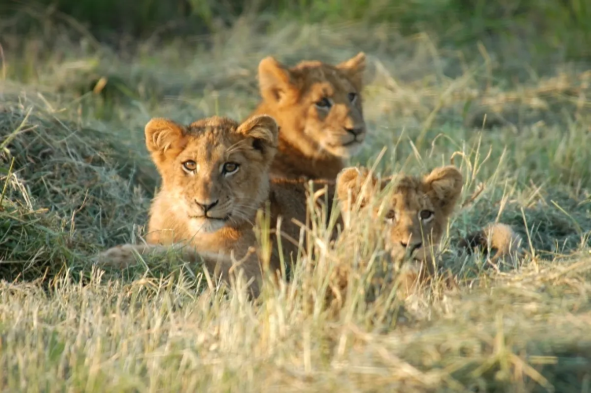 Kráľovstvo afrických predátorov (Africa’s Predator Kingdoms), 2018 - fotogaléria