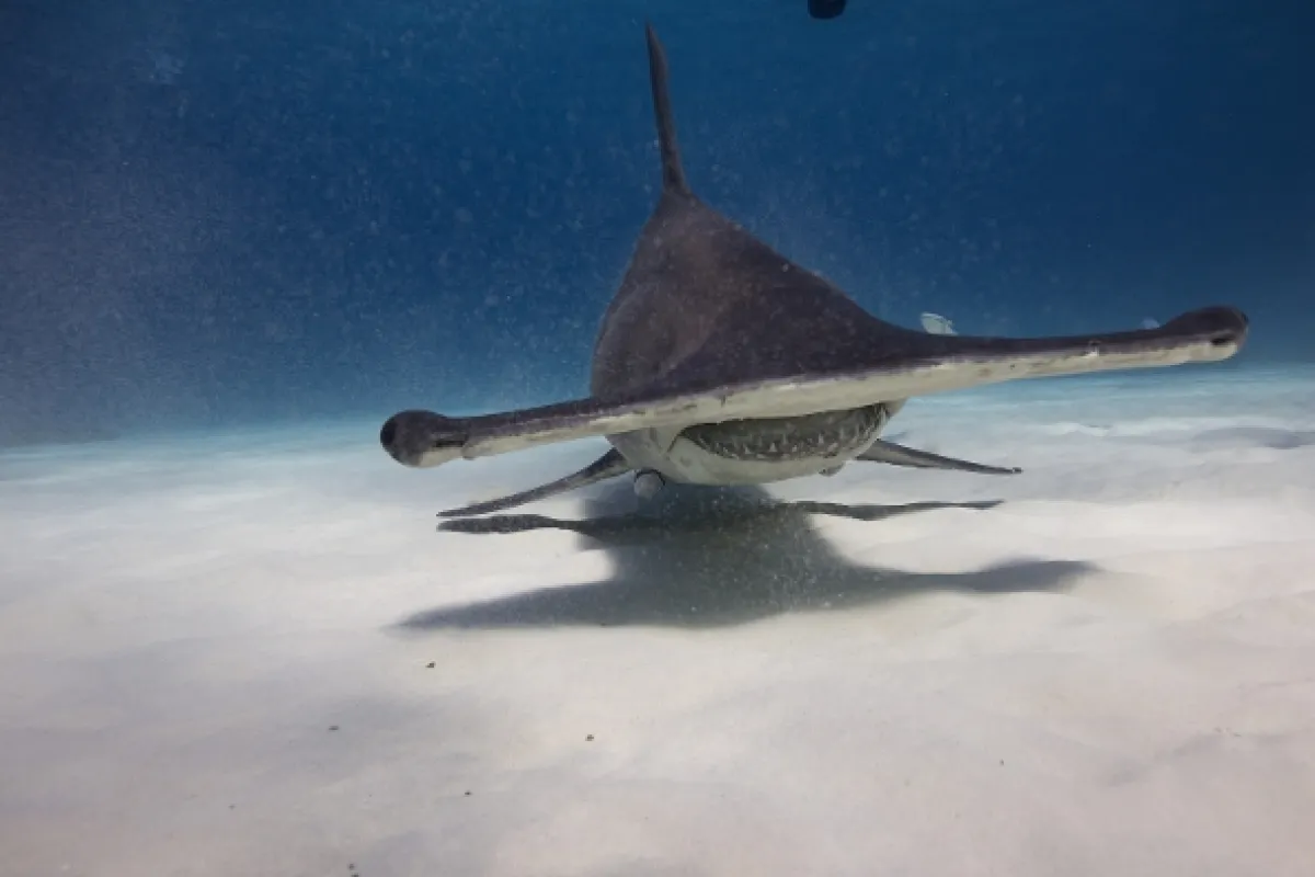 Žraločí gangy (Shark Gangs), 2021 - fotogaléria