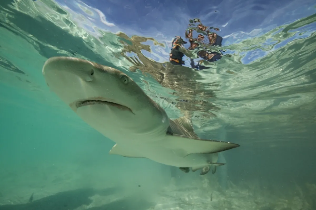 Žraločí gangy (Shark Gangs), 2021 - fotogaléria