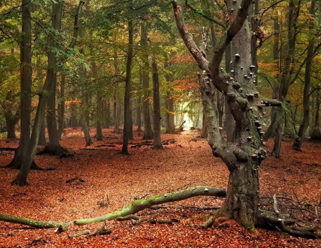 Óda na přírodu, 2021 - fotogaléria