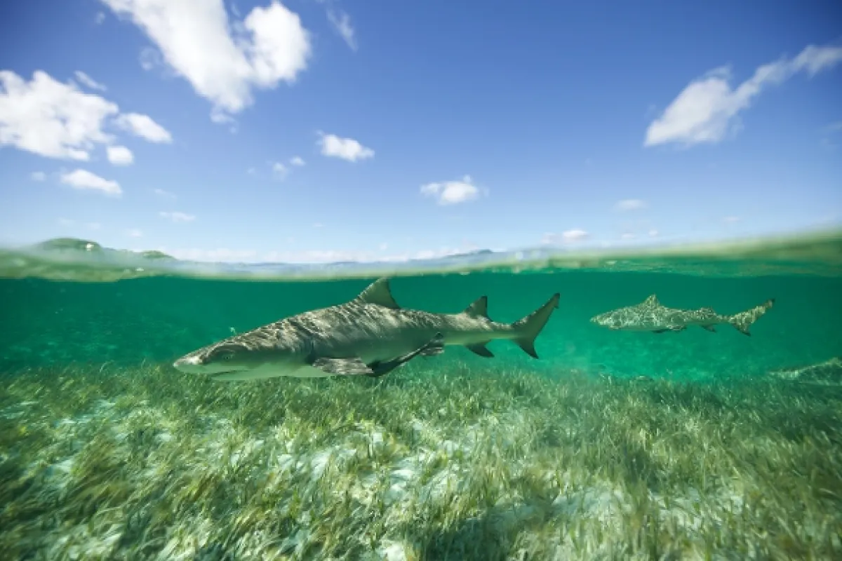 Žraločí gangy (Shark Gangs), 2021 - fotogaléria