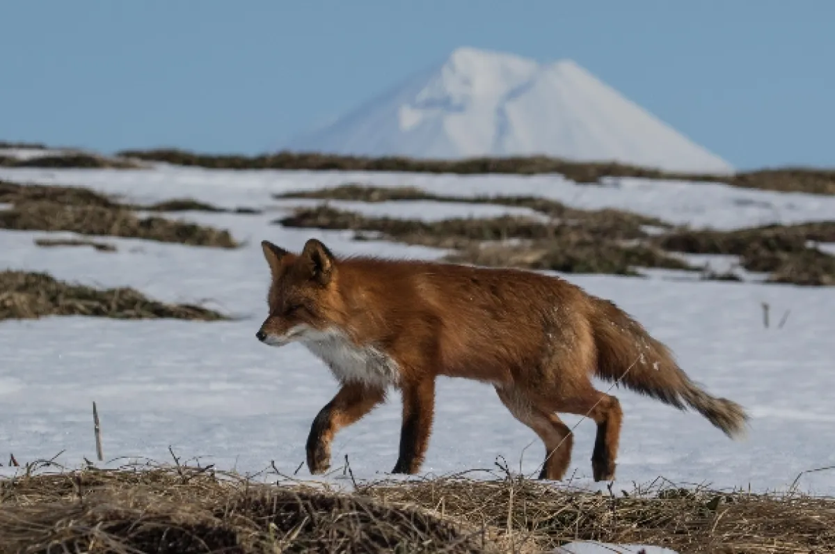 Peklo i raj: Divoké ruské more (Russia’s Wild Sea), 2018 - fotogaléria